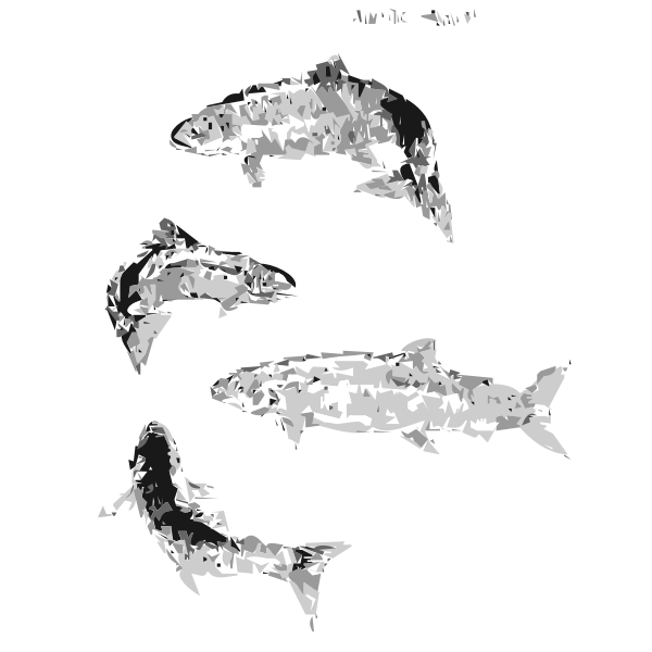 Atlantic Salmon (autotrace)